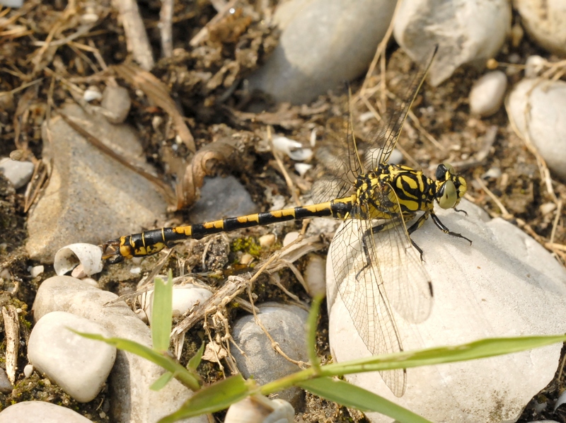 Onychogomphus forcipatus forcipatus